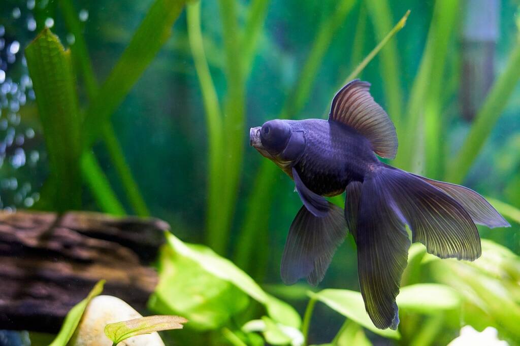 The Surprising Benefits of Having a Pet Fish