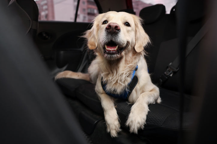 5 Most Pet-Friendly Cars