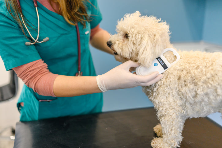 Putting a Microchip on Your Pet