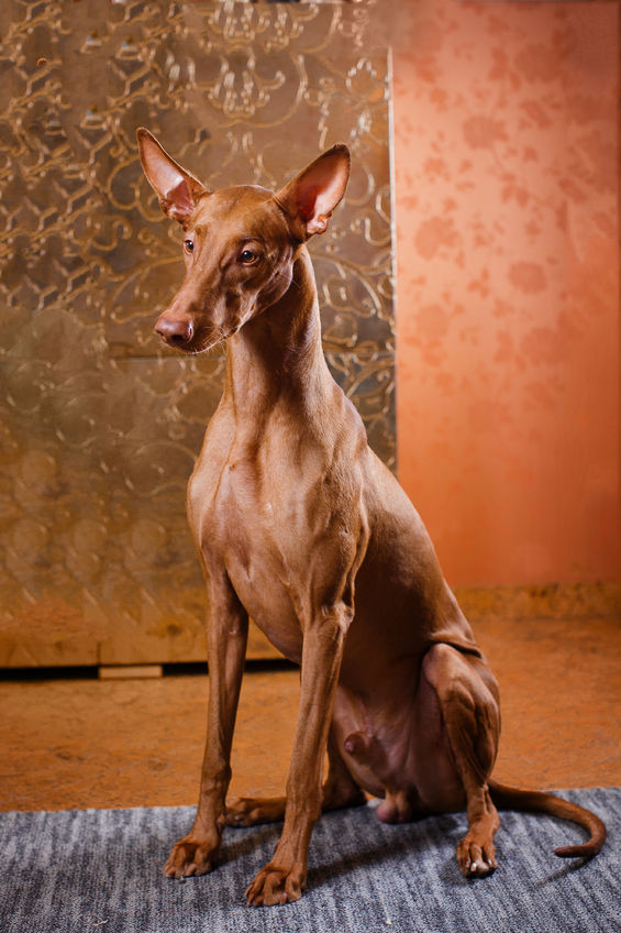 Ancient Egyptian Dog Breeds: Loyal Companions of Pharaohs