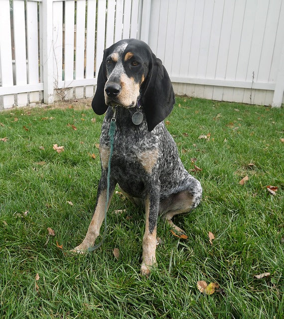 The Plott Hound: The Tenacious and Loyal Coonhound Breed