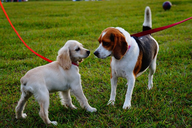 Pooch Etiquette at the Park