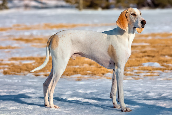 Exploring the Porcelaine Dog: A French Hound with Elegance and Grace