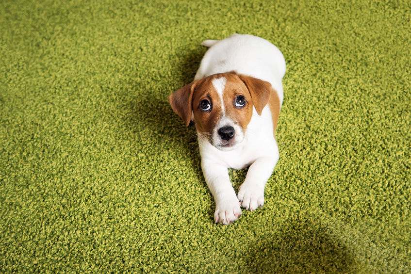 How to Prevent a Dog From Peeing On the Carpet