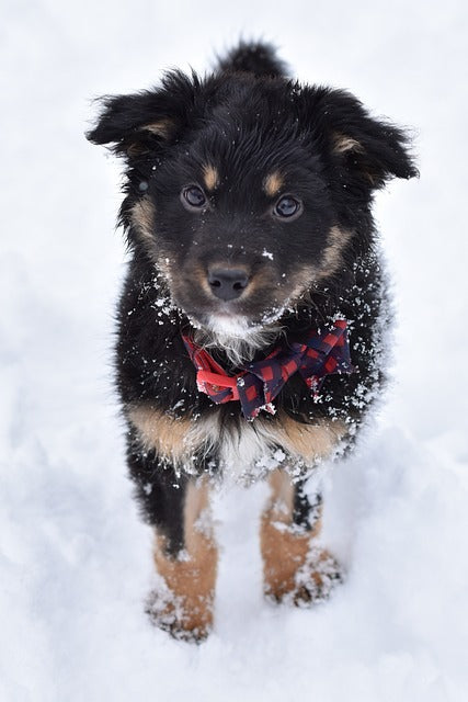 Winter Puppy Care