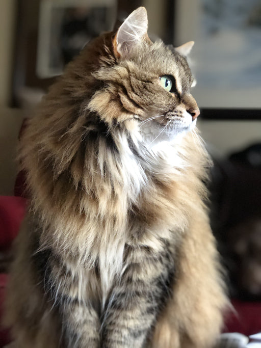 The Charm of Ragamuffin Cats: Fluffy Companions You'll Adore