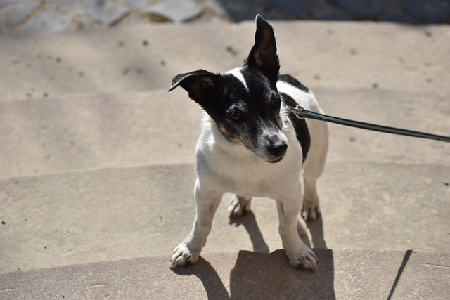 The Spirited Charm of Rat Terriers: A Guide to This Energetic Breed