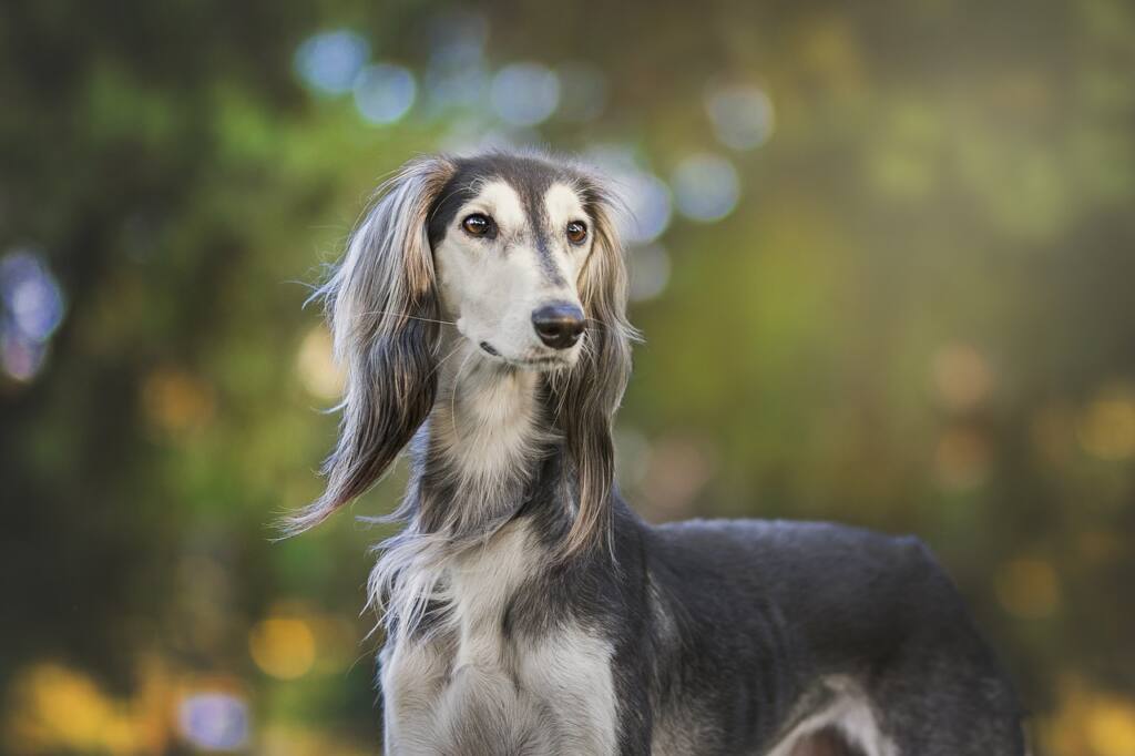 The Spirited Sighthound: Discovering the Grace and Agility of the Saluki