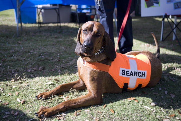 Search and Rescue Dogs – Heroes Unleashed