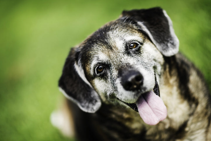 How to Care for a Senior Dog