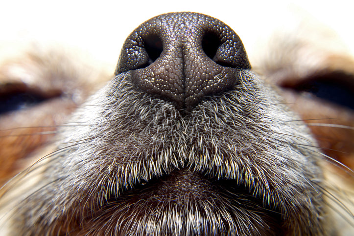 The Five Senses of Dogs