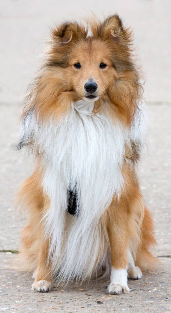 The Playful and Loyal Shetland Sheepdog: Unveiling the Charms of the Sheltie Breed