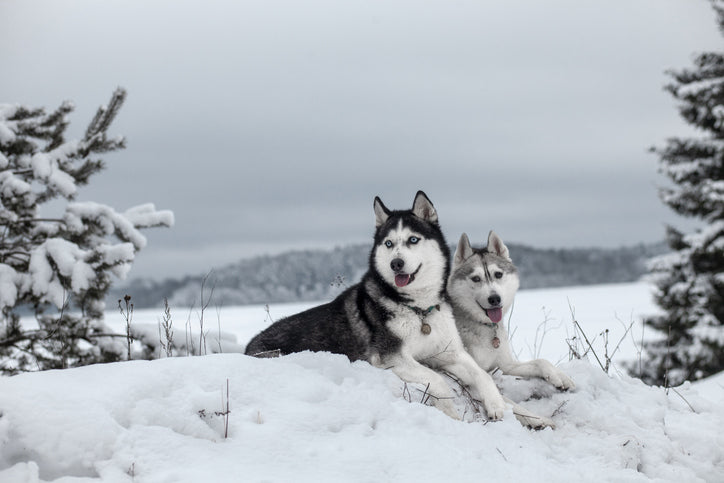 How to Make Snow Dogs Comfortable in Tropical Countries