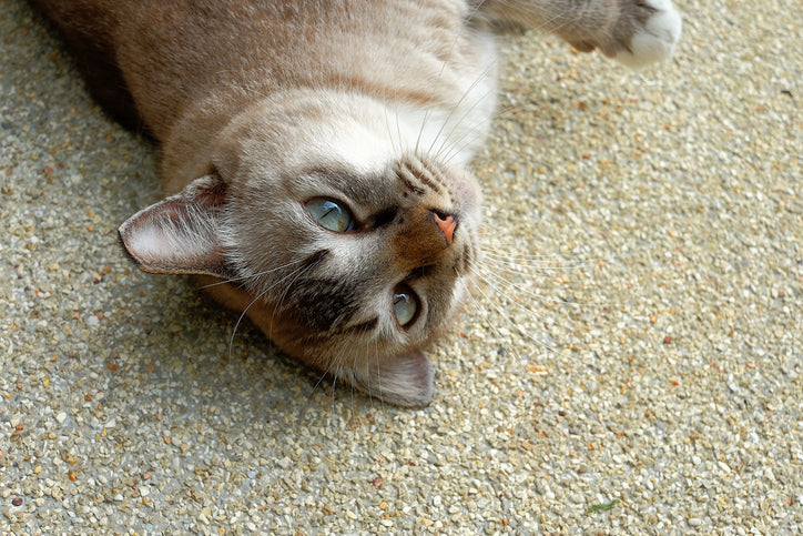 The Fascinating World of the Singapura: A Guide to This Small and Playful Cat Breed