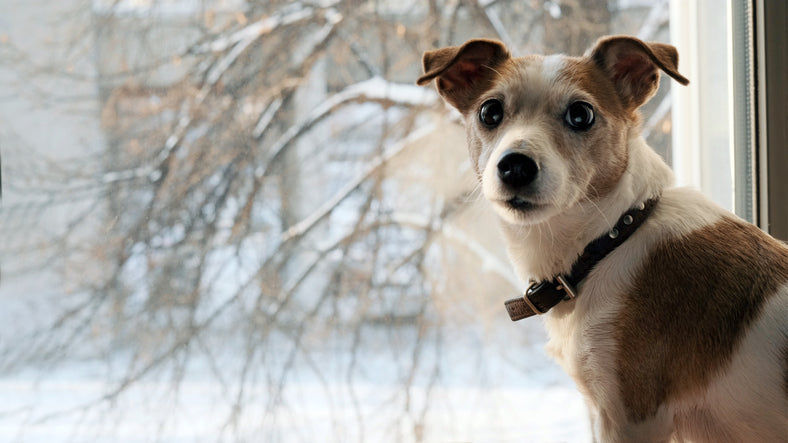 Dogs and Cold Weather