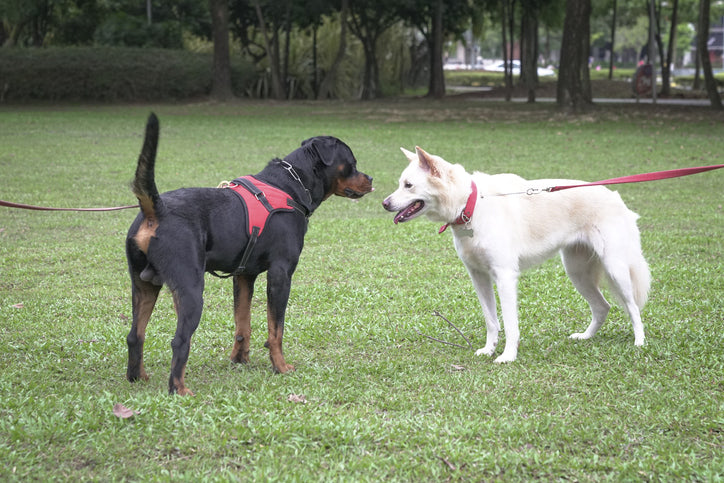 The Do's and Don'ts of Socializing Your Dog