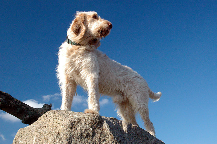 The Graceful Charm of the Spinone Italiano: A Dog Breed Worth Knowing