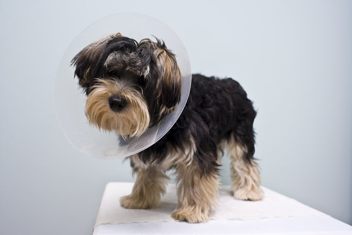 How to Keep Your Dog from Licking Their Stitches After Surgery