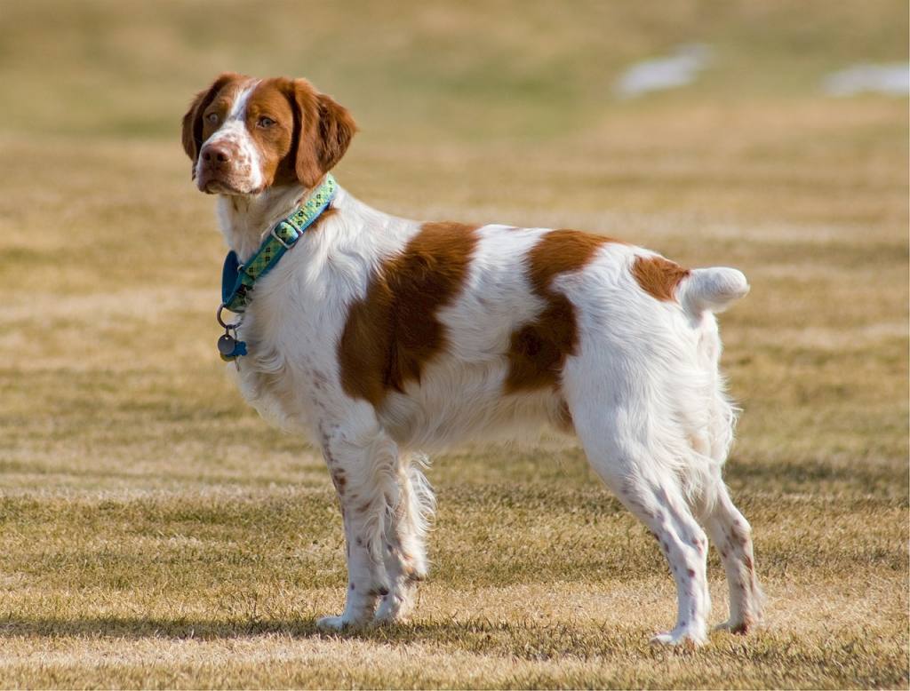 What is Canine Tail Docking?