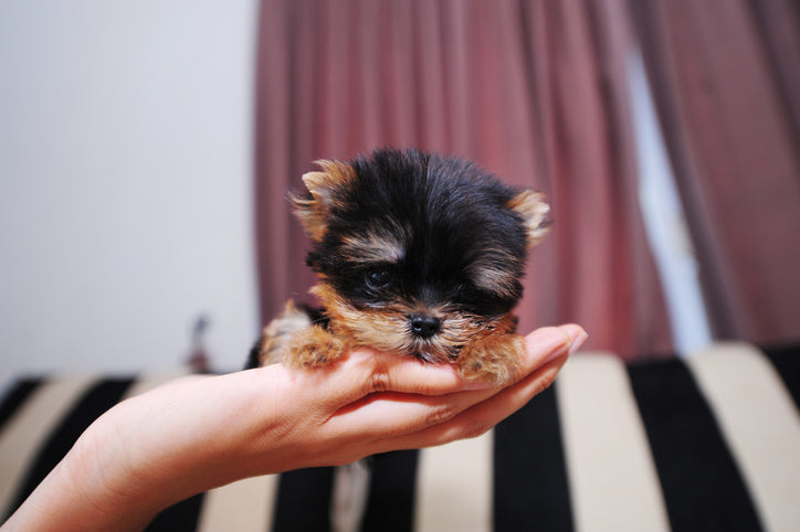 Teacup Dog Breeds: Exploring the Charm and Controversy