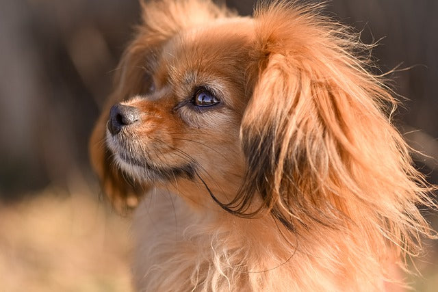 The Tibetan Spaniel: A Tiny Treasure with a Big Heart