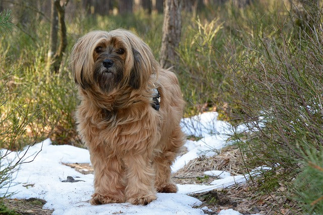 The Tibetan Terrier: A Loyal and Spirited Companion