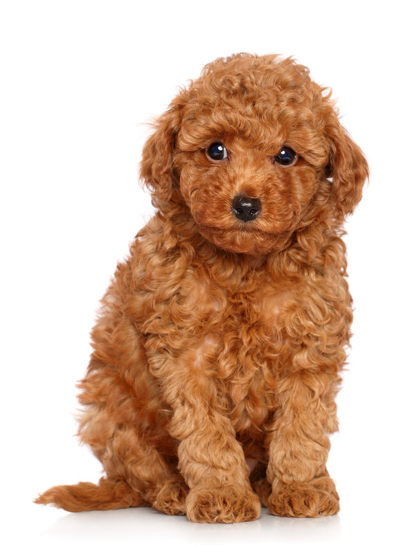 Hypoallergenic Dogs