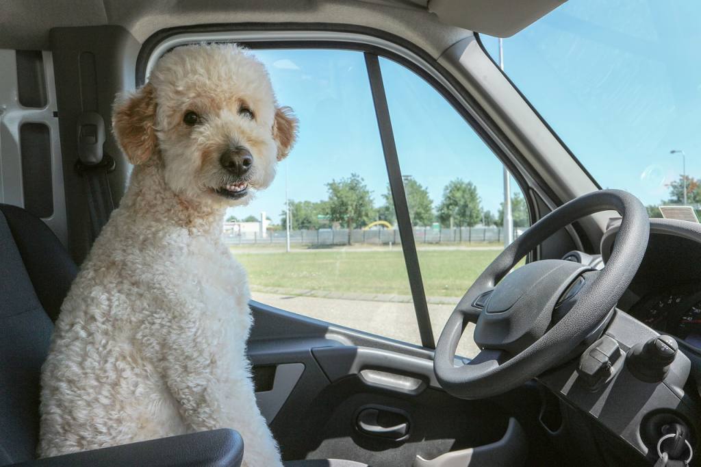 The Dos and Don'ts of Traveling with Your Pet