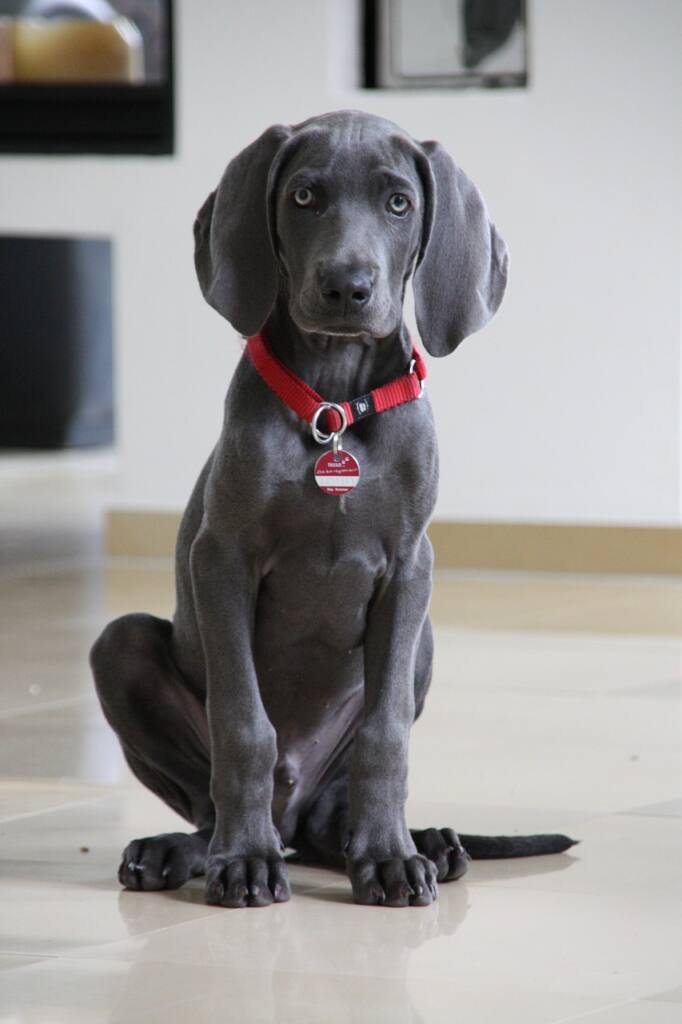 The Weimaraner