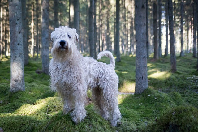 The Soft Coated Wheaten Terrier: Unleashing Its Energetic Spirit and Irresistible Cuteness