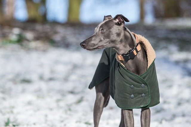 Whippet: The Sleek and Speedy Grace of the World's Fastest Couch Potato