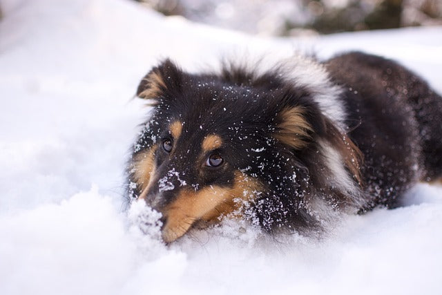 Dog Names Related to Winter