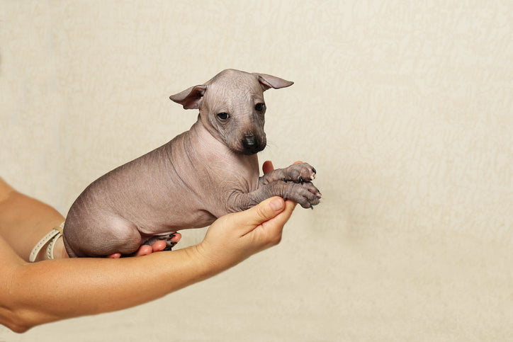 Uncovering the Unique Qualities of the Xoloitzcuintli