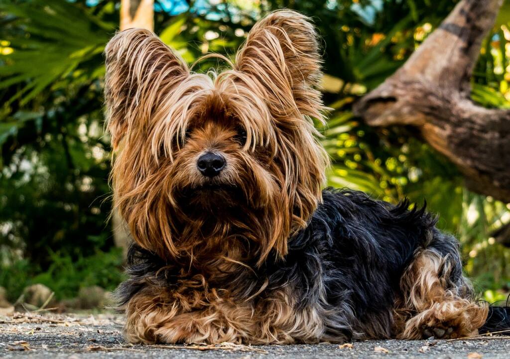 The Yorkshire Terrier: The Endearing Charm and Big Personality of a Petite Canine