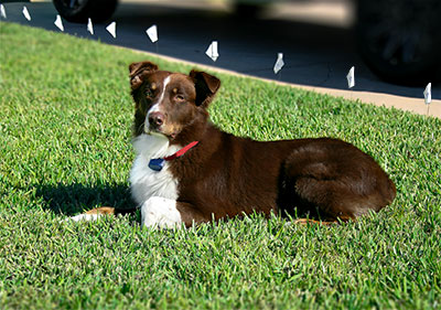 Active collar