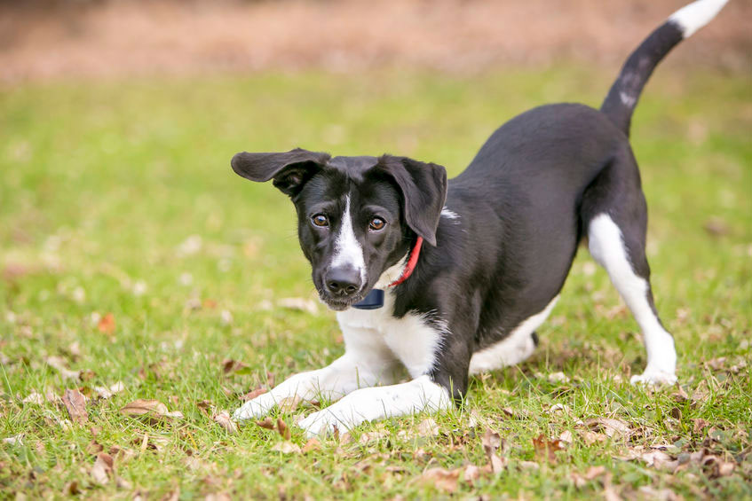 Build Your Dog Fence - Active Collar