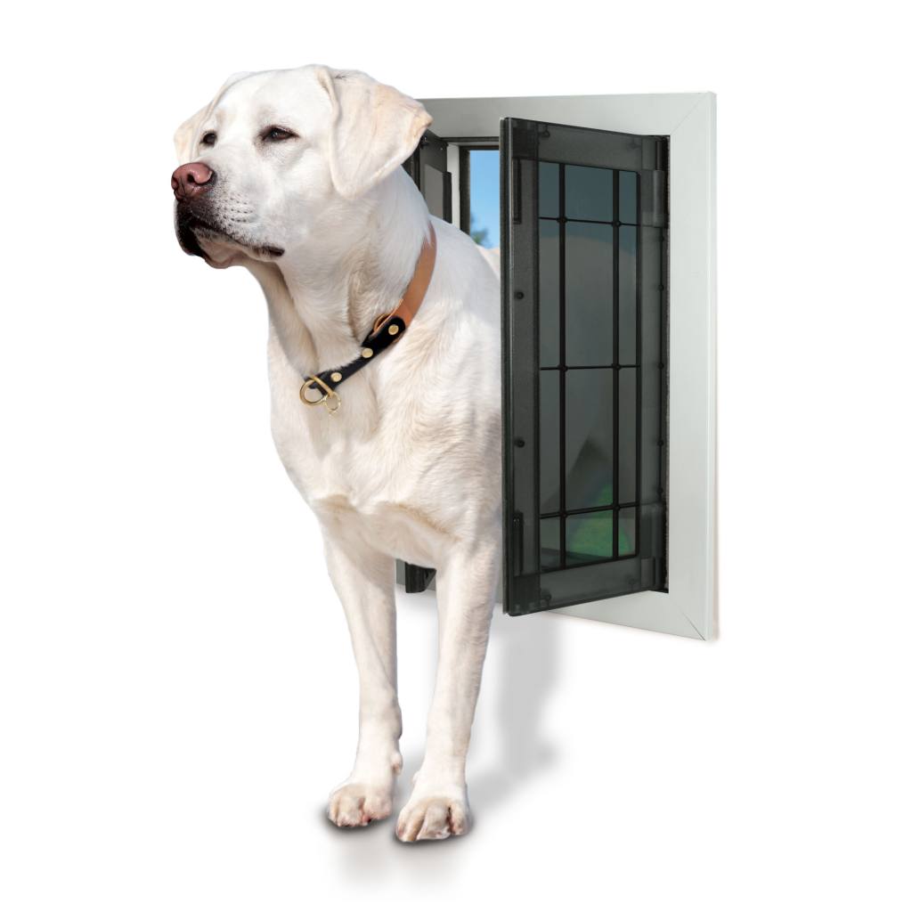 Swing Door - Dog coming out