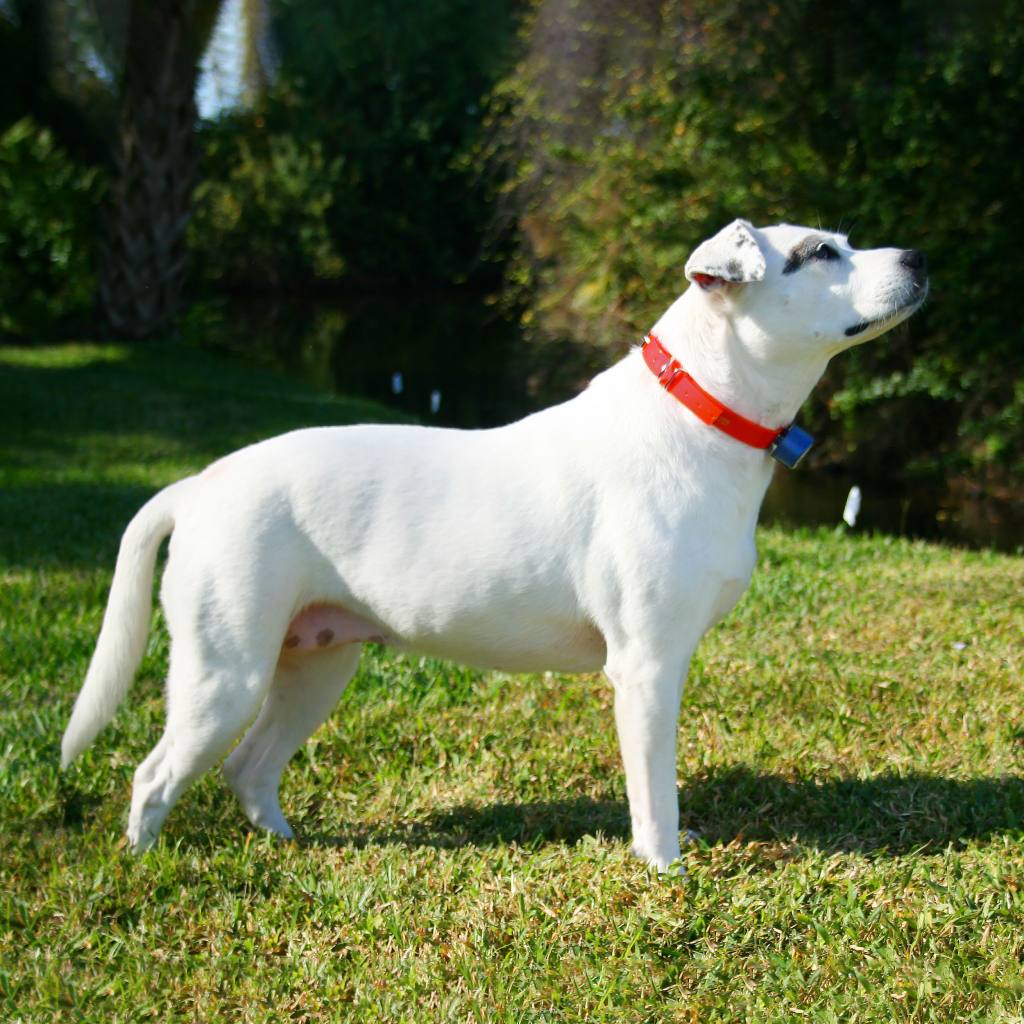 Dog wearing TPU collar