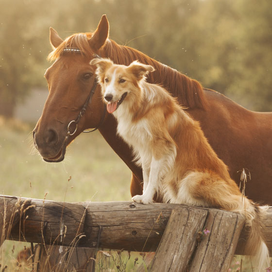 Livestock Water bowl