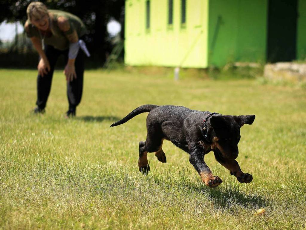 Electric Dog Fence Training - Extreme Electric Dog Fence 2024 DIY