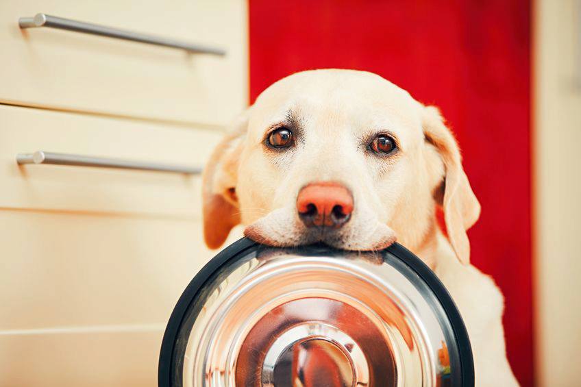 is a grain free diet healthy for dogs