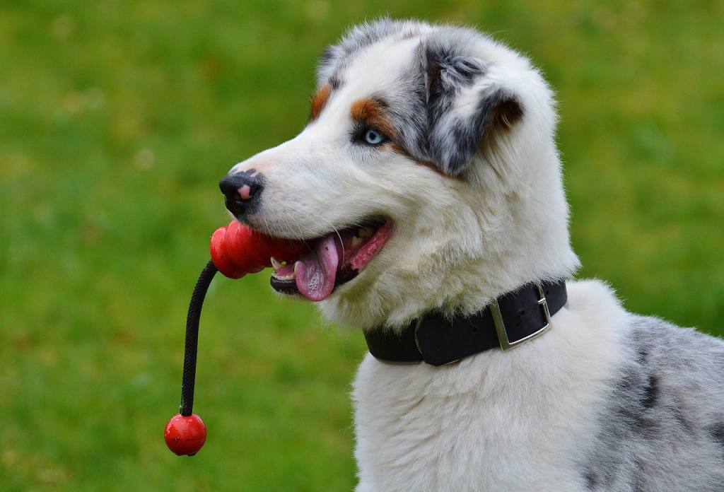 how-to-entertain-your-dog-during-christmas-youtube