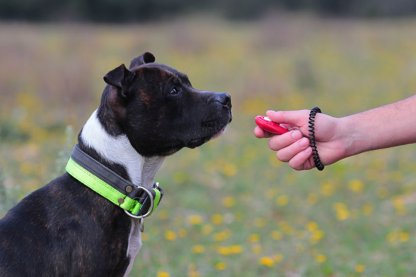 how to make a homemade dog clicker