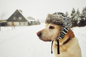 how long can a dog survive in the cold