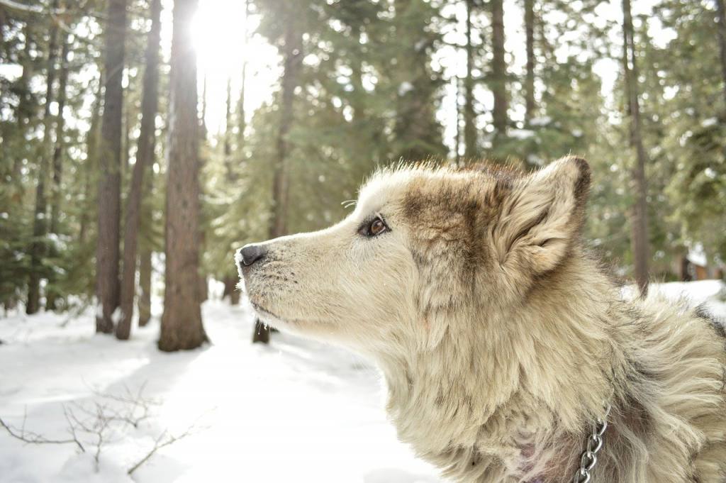 what breeds of dogs howl