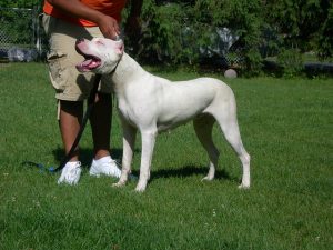 The Majestic Dogo Argentino: Unveiling the Power and Grace of this Noble  Breed - Extreme Electric Dog Fence 2024 DIY - Kits
