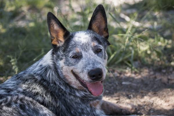 Bluey: The World's Oldest Dog - Extreme Electric Dog Fence 2024 DIY - Kits