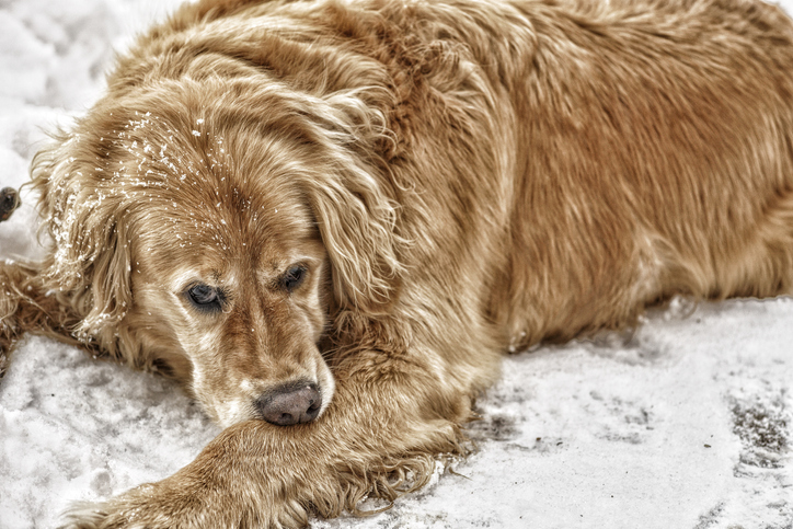 can a dog have fleas in winter
