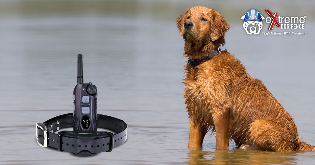 Remote Dog Training Collar