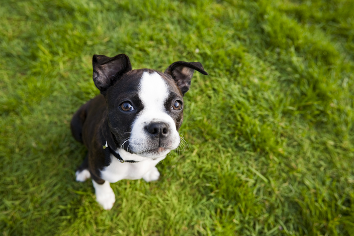 Boston Terrier - Dog Breeds 